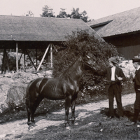SLM P11-6624 - Häst, Lillsved