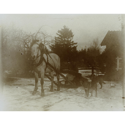 SLM P07-497 - Häst med släde och två hundar