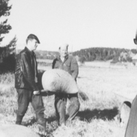 SLM P05-16 - Knut Jansson lastar säd med hjälp av sommargäster, vid Stäket i Sorunda socken omkring 1960