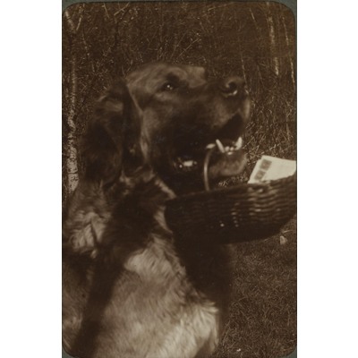 SLM P09-1531 - Fotografi av hund med korg i munnen