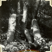 SLM FH0319 - Helig lund med stenstoder i Etiopien 1935-1936