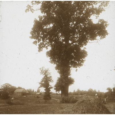 SLM DIA2022-0043 - Stort träd bredvid ett hus