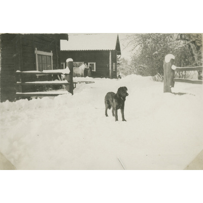 SLM P07-570 - En hund i snön vid Björktorps gård