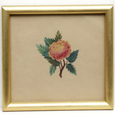 SLM 11998 10 - Akvarell, ros av Hilda Lundqvist (1858-1944)