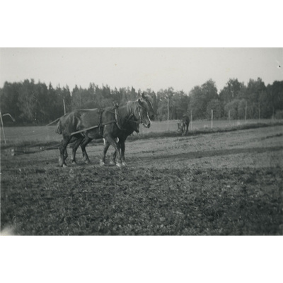 SLM P07-455 - Hästar på en åker