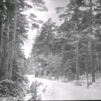 SLM Ö469 - Skogsparti med väg vintertid