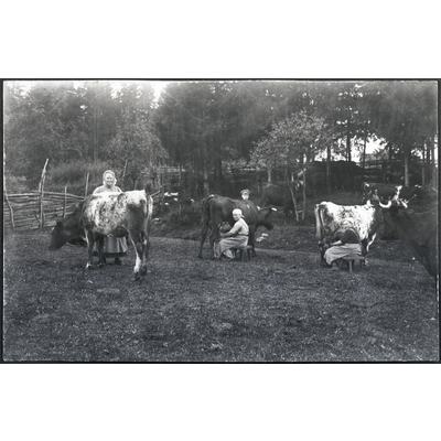 SLM R517-92-2 - Middagsmjölkning i Enby hage år 1925