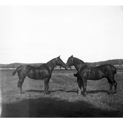 SLM Ö606 - Två hästar i hagen, Ökna säteri i Floda socken