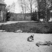 SLM P09-878 - Taxarna, familjen af Klerckers hundar, vid Katrineborg i Vadsbro socken år 1945