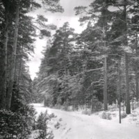 SLM Ö440 - Skogslandskap vintertid
