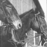 SLM P07-1244 - Hästar vid gården Staf i Floda socken, troligen tidigt 1930-tal