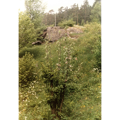 SLM HE-A-26 - Äppelträd, Lilla Uttervik