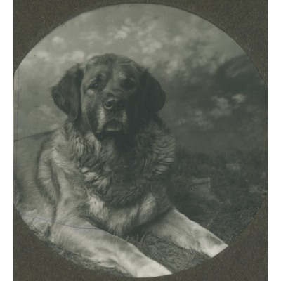 SLM P09-1562 - Porträtt av en hund