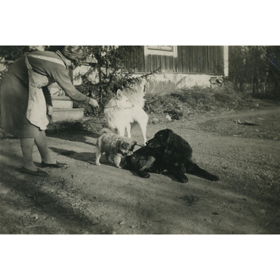 SLM P07-594 - Lisa Hall leker med hundarna