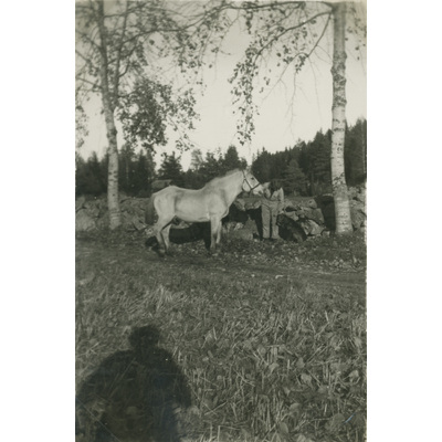 SLM P07-557 - Karin Hall med häst och hund, 1930