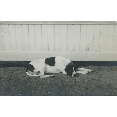SLM P09-1513 - Hund ligger på marken framför byggnad
