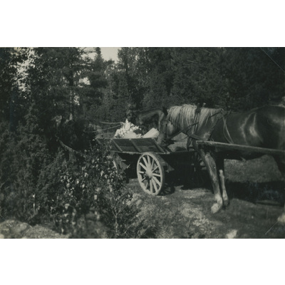 SLM P07-565 - Häst och vagn i skogen, 1931