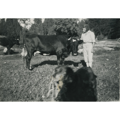 SLM P07-311 - Karin Hall med en ko i hagen