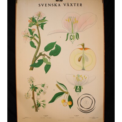 SLM 30112 2 - Skolplansch - Svenska växter, äppelträd och fågelbär