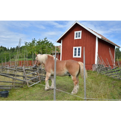 SLM D2020-0471 - Gärdsgård och häst vid Långmaren