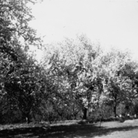 SLM P09-967 - Blommande fruktträd vid Katrineborg i Vadsbro socken år 1946