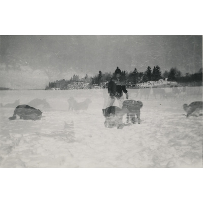SLM P07-690 - Karin Hall med hundarna på isen