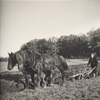 SLM A12-31 - Plöjning med häst, Härnön