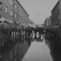 SLM DIA00-436 - Elefantparad på Östra Storgatan, Nyköping