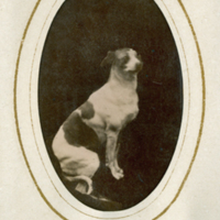 SLM P2013-178 - Hunden Coquette, 1880-tal