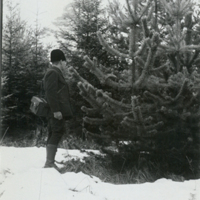 SLM P11-5763 - Carl Malmström bredvid en bergtall (Pinus montana) vid Hulta 1930