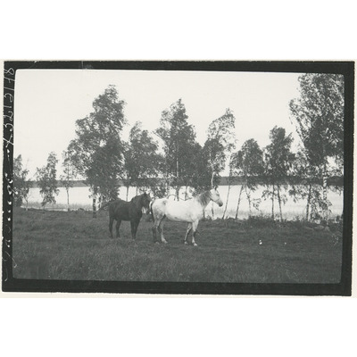 SLM X3213-78 - Hästar på bete i Gåsinge