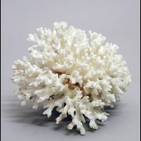 Blm 17552 5 - Korall