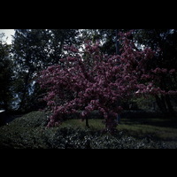 Blm D PL 1275 - Körsbärsträd