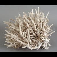 Blm 3544 - Korall