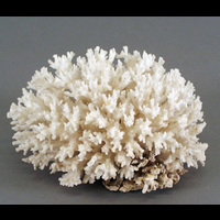 Blm 17552 1 - Korall