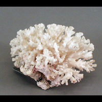Blm 17552 2 - Korall