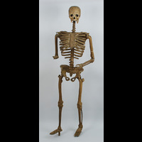 Blm 4390 - Skelett