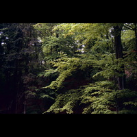 Blm D 2011 001 14 - Skogslandskap