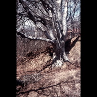 Blm D 467 - Träd