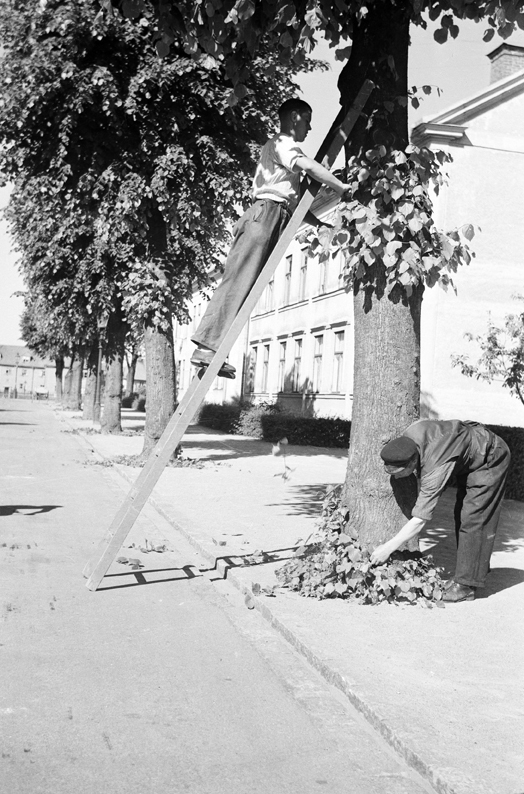Träden Ansas vid Repslagaregatan.  Fototid: 1943.