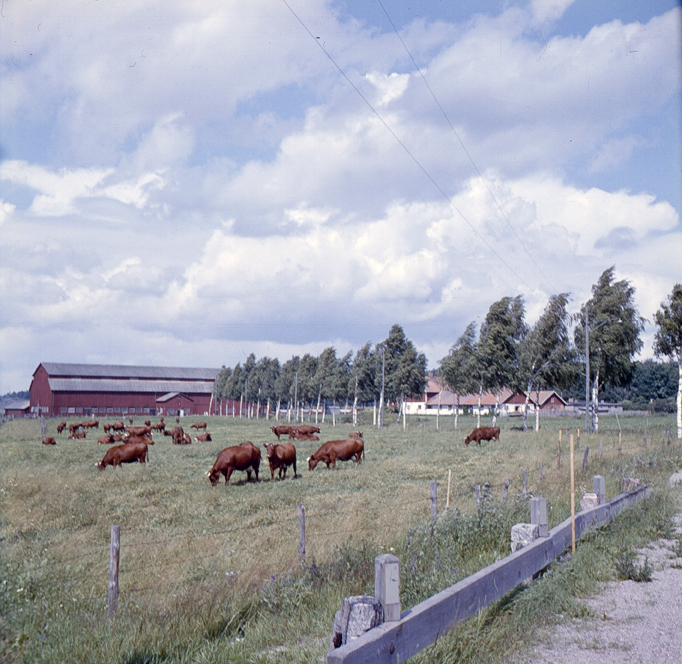 Hemgården. Fototid: 1958.