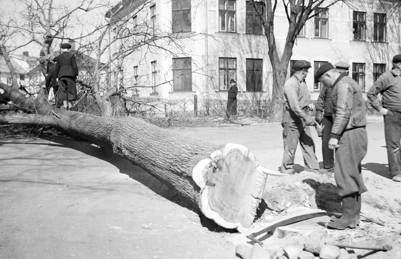 Träden fälls vid Repslagaregatan. Fototid: 1940.