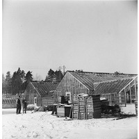 NKBFA DIB792 -
Hans och Alma Alfredssons Växthusanläggning, Hedvigsberg