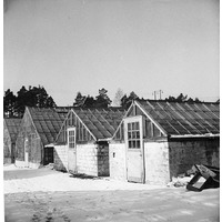 NKBFA DIB773 -
Hans och Alma Alfredssons Växthusanläggning, Hedvigsberg