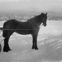 178400 004967 - Häst på Kyrkvikens is