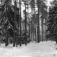 178400 011030 - Skog i vinterdräkt
