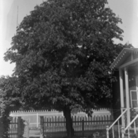 178400 006478 - Ett träd vid en grind och ett hus.
