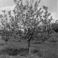 178400 006232 - Ett fruktträd.