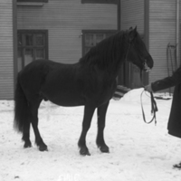 178400 004609 - Häst, Johan Nilsson, Olebyn
