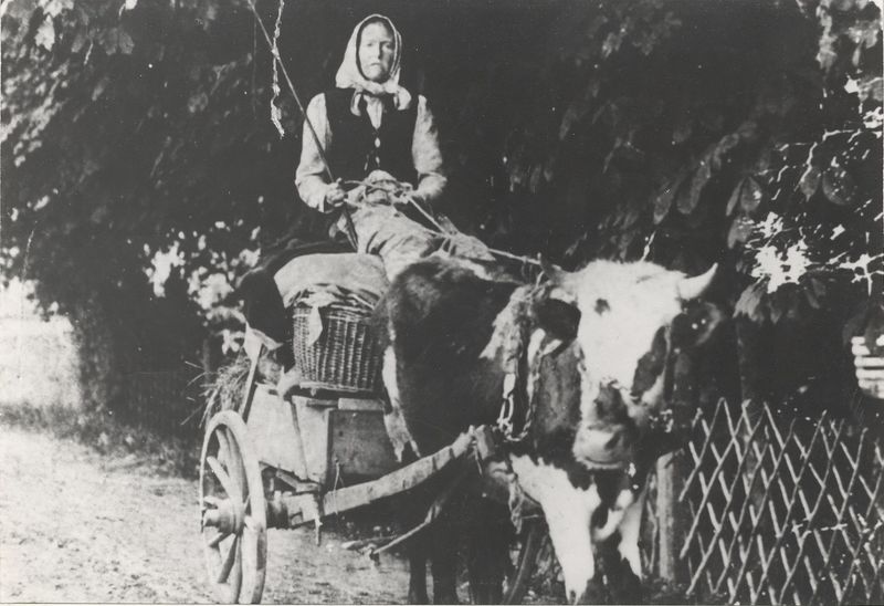Gumman Olivia och hennes ko
